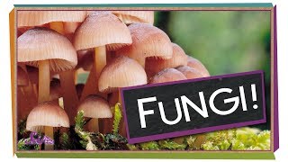 Fungi Why Mushrooms Are Awesome  Biology for Kids [upl. by Garmaise487]