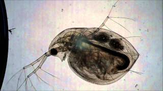 Daphnia Heartbeat [upl. by Gerik]