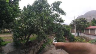 🔵 Description of an Avocado Tree Shiran Trujillo Peru  FCE Descriptions  ESL British English [upl. by Notloc]