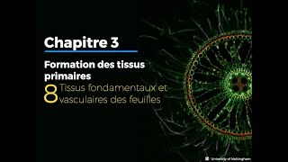 38  Formation des tissus fondamentaux et vasculaires foliaires [upl. by Eenalem]