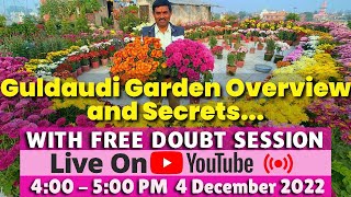 Guldaudi Garden Overview Specialty’s and Secrets… 100 Varieties of Guldaudi [upl. by Mcilroy]