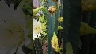 Cereus peruvianus Haw CACTACEAE ដើមដំបងយក្ស nature peperomiaplant peperomiapropagation [upl. by Warford]