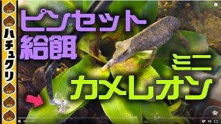 カメレオンの舌の命中率？★コノハカメレオンのお食事２コオロギのピンセット給餌 Pygmy Leaf Chameleon【爬虫類ペット】 [upl. by Asnarepse]