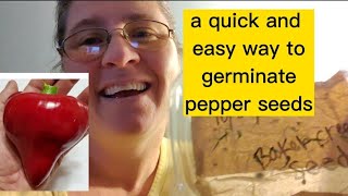 easy way to germinate pepper seeds garden gardening pepper peppers [upl. by Kelcie]