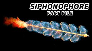 Siphonophore Facts a COLONY ORGANISM  Animal Fact Files [upl. by Ariik]