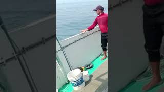 Taiwan handline fishing [upl. by Essined]