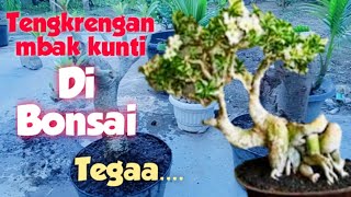 64 ANEKA BONSAI ‼️ Bonsai Kamboja Kuburan  Ukung Studio [upl. by Winfred]