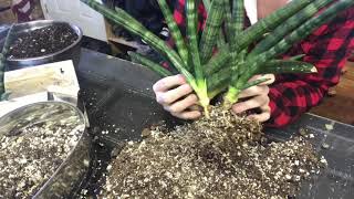 Repotting And Separating Sansevieria Cylindrica [upl. by Otokam698]