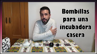 💡 Bombillas para una Incubadora Casera ¿Cuál es mejor [upl. by Alimhaj]