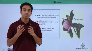 Class 11th – Flower – Introduction  Morphology of Flowering Plants  Tutorials Point [upl. by Sharai526]