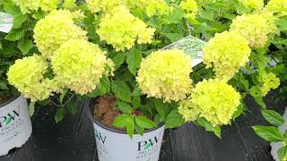 Hydrangea Little Lime®  STUNNING⭐️POPULAR Easy to Grow Panicle Hydrangea from Proven Winners® [upl. by Hawthorn]