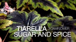 The Easy Tiarella Sugar and Spice at ParkSeedcom [upl. by Enedan923]