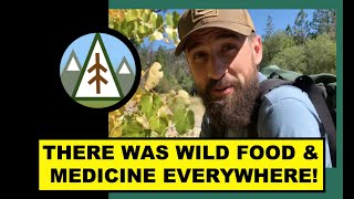 There Was Food amp Medicine EVERYWHERE  EP 2 Forest Folk Off Grid [upl. by Zaria]