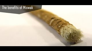 The benefits of Using Miswak in Islam and how to use Miswak [upl. by Ferne]