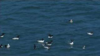 Puffins with raft of Razorbills [upl. by Abigail]