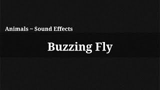 Buzzing Fly  Sound Effect [upl. by Pulchi]