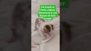 chat abandonné il est trop chou 🥰 [upl. by Ylremik]