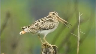 【Birdsounds】Lathams snipe [upl. by Xino]