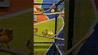 Canaries at Haaris Pet Centre in Hainault  Birds [upl. by Joashus]