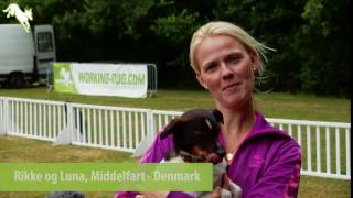 European Open Agility 2016  Rikke and Luna Denmark [upl. by Geraldine]