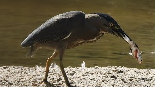 Heron Striated Heron Innovative Fishing Technique Extraordinary Cognitive Mastery [upl. by Hoy]