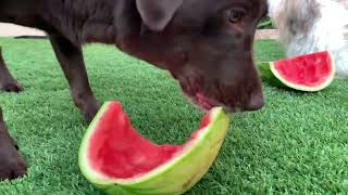 Luggy ❤️ Bandit 🐶🐶 watermelon 🍉 [upl. by Appledorf]