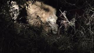 Ulusaba Lodge in 4K  Kruger Park  South Africa  Lion Sighting  6 September 2023 [upl. by Lisk]