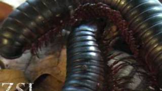 Giant Millipede  Interview [upl. by Bridgette619]