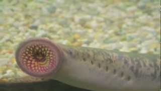 Lampreas fósiles vivientes  Lampreys Living Fossils [upl. by Maren]