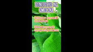 Gmelina Tree Benefits [upl. by Aicssej]