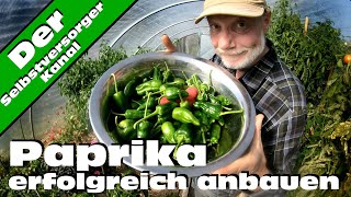 Paprika erfolgreich anbauen So habe ich es mit Erfolg gemacht [upl. by Halbeib]