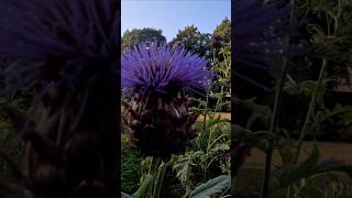 Giant thistles in Inveresk Episode 233 inveresk thistles scotland gingerman [upl. by Ymerrej]