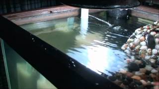 Fluidized Sand Bed Filter Test 1 [upl. by Irpac]