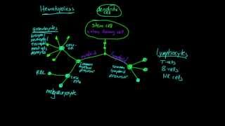 Lesson Hematopoiesis [upl. by Javed10]