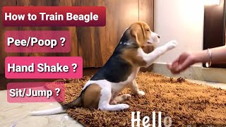 How to train Beagle Puppy  Dog Tips and Tricks to train Dog [upl. by Tiram47]