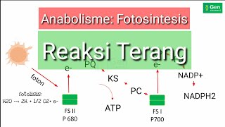 Anabolisme Fotosintesis Reaksi Terang [upl. by Katuscha]