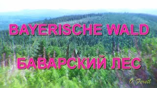 Bayerische Wald Баварский лес [upl. by Rehportsirhc]