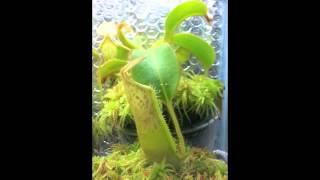 Nepenthes Time Lapse [upl. by Kendrick304]