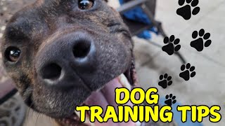 Dog Training Tips featuring Denver the Dog [upl. by Ecitnirp]