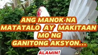 ANG MANOK NA MATATALO AY MAKITAAN MO NG GANITONG AKSYON backyardfarming chicken happiness [upl. by Assilev]