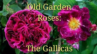 Old Garden Roses The Gallicas [upl. by Marcelle]