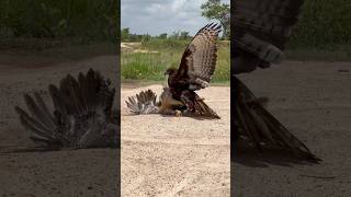 Changeable Hawk Eagle trying hunt a big hen for their food [upl. by Bethena144]