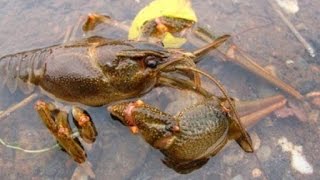 рак под водой crayfish underwater [upl. by Chance]