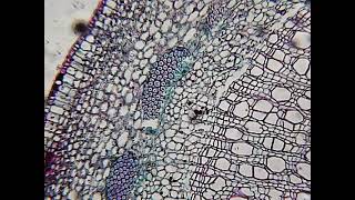 Stem of wood dicotyledon under microscope  Bresser Biolux LCD [upl. by Feilak973]