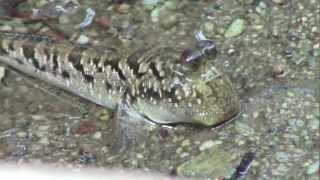 Fish In Trees  Mudskippers In Mangroves [upl. by Colton]