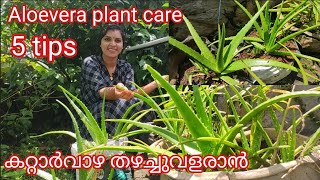 കറ്റാർവാഴ തഴച്ചുവളരാൻ  5 tips of Aloevera plant grow and care Aloe vera  Malayalam [upl. by Nallid]