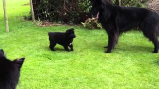 Groenendael puppies playing [upl. by Marx767]