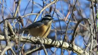 Red Breasted Nuthatch Calling [upl. by Lepp138]