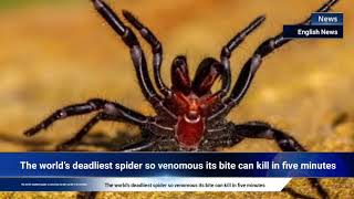 The world’s deadliest spider so venomous its bite can kill in five minutes [upl. by Midian]