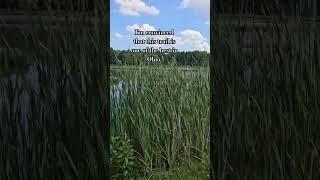 Sandy Ridge Reservation ohio hikingadventures travelvlog [upl. by Francklyn670]